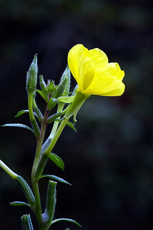 Cinquefoil