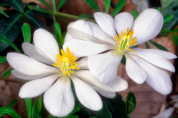 Bloodroot