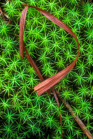 Star Moss Calligraphy