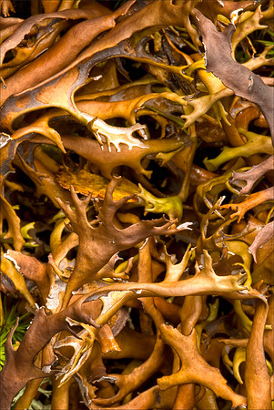 Tundra Lichen