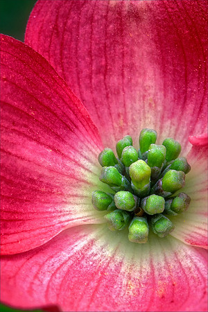 Pink Dogwood Flower