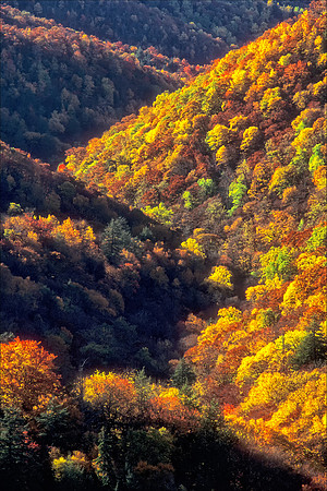 Great Smoky Mountains Natl Park, NC Fall Colors in the Morning