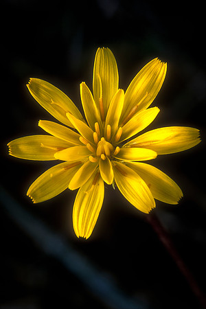 Hairy Hawkweed