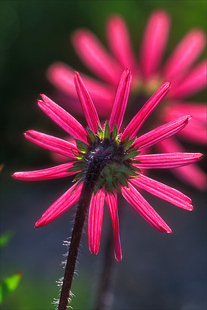 Tennessee Coneflower