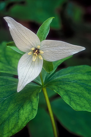 White Trillium