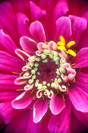 Chrysanthemum
