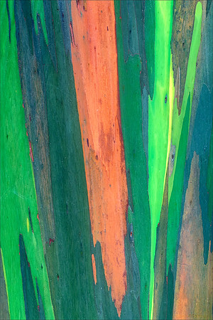 Rainbow Eucalyptus Tree, Maui, Hawaii