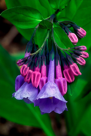 Virginia Bluebells