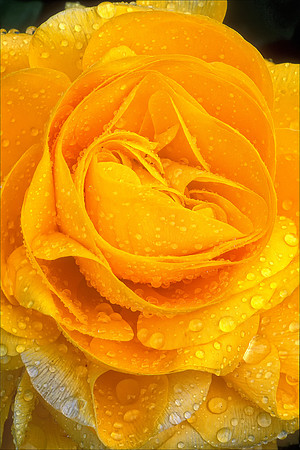 Yellow Rose
