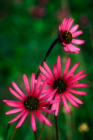 Tennessee Coneflower