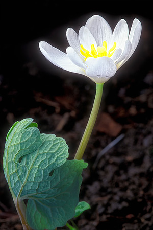 Bloodroot