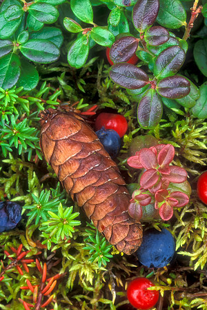 Pinecone & Blueberries on Tundra