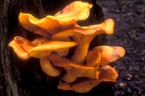 Jack O'Lantern Mushrooms