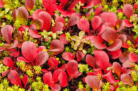 Bearberry in Tundra