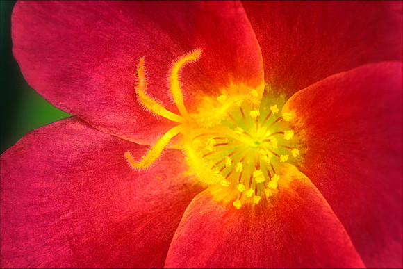 Unknown Flower