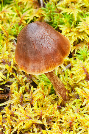 Tundra Mushroom
