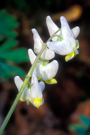 Dutchman's Breeches