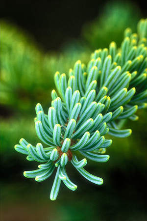 Spruce