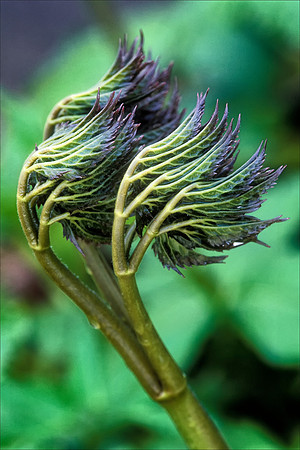 Fern