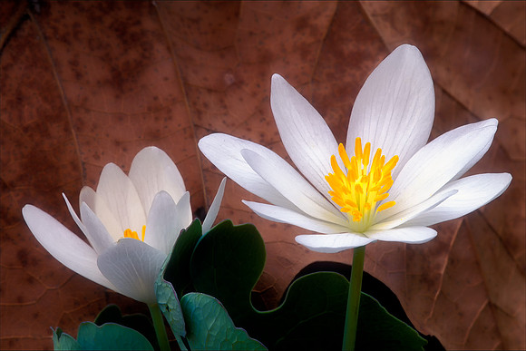 Bloodroot