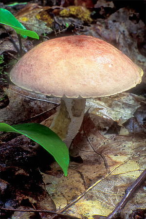 Unknown Mushroom, Maine