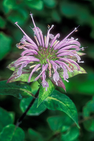Wild Bergamot