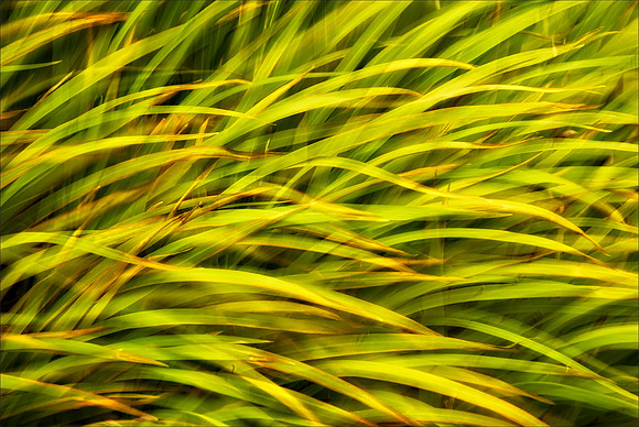 Grasses, Double Exposure