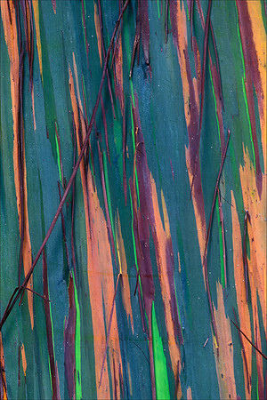 Rainbow Eucalyptus Tree, Maui, Hawaii