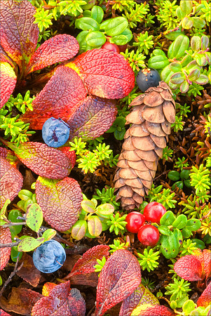 Pinecone, Denali Tundra