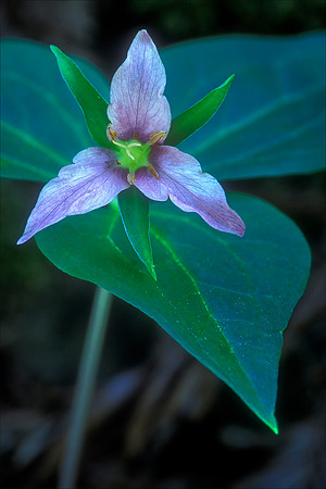 Catesby's Trillium