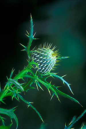 Thistle