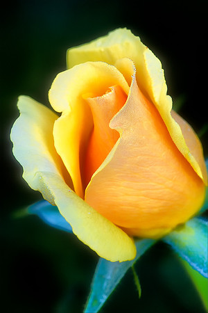 Yellow Rose