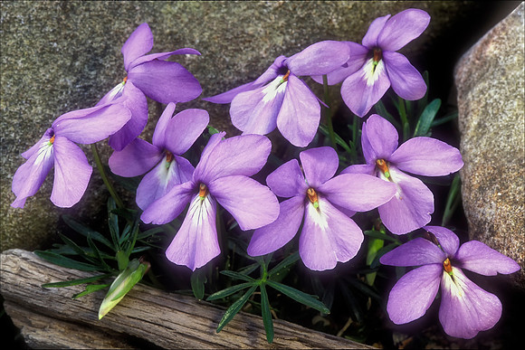 Birdfoot Violets