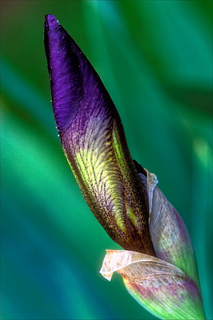 Iris