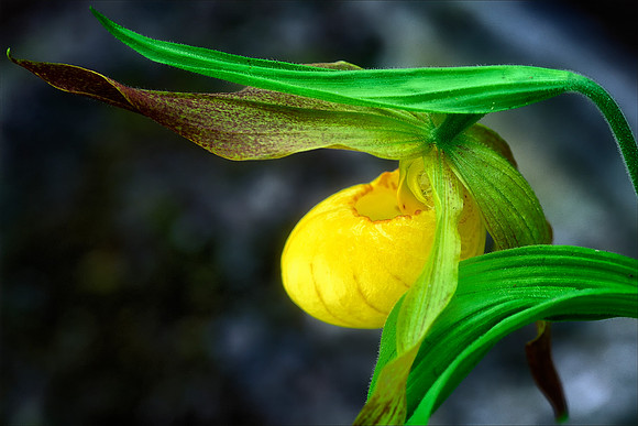 Yellow Lady Slipper