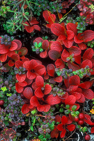 Bearberry