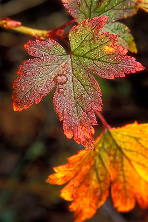 Unknown Leaf, Alaska