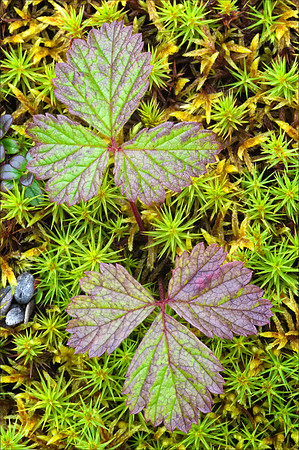 Tundra Leaves