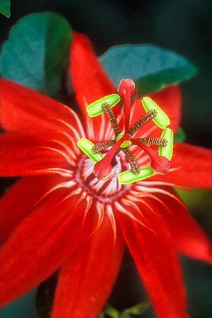 Red Passion Flower