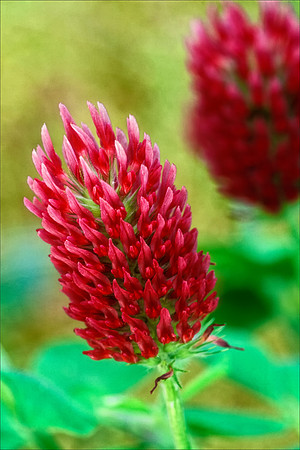 Crimson Clover
