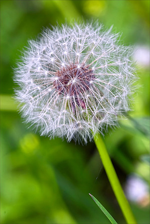 Dandelion
