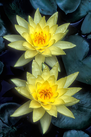 Water Lily