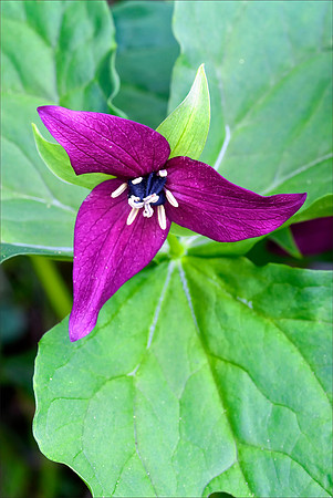 Red Trillium