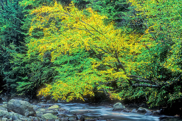 Great Smoky Mountains Natl Park, TN Greenbrier Yellow Tree