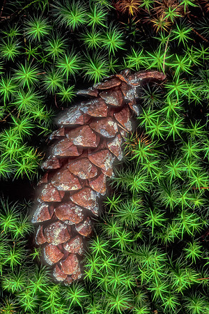 Pincone in Star Moss