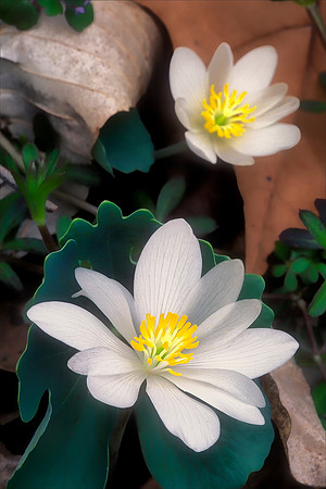Bloodroot