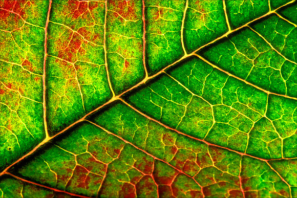 Leaf Macro