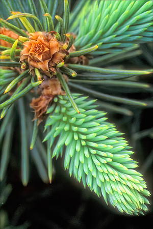 Blue Spruce