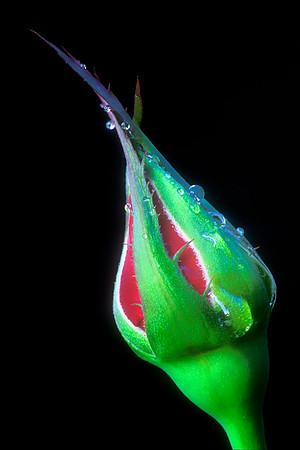 Rose Bud