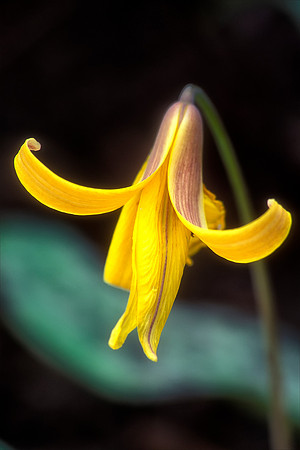 Trout Lily